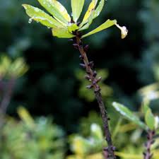 Image result for Peddiea fischeri