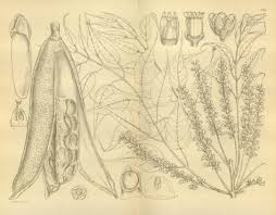 Image result for Entandrophragma caudatum