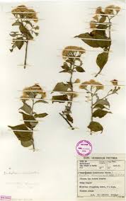 Image result for Distephanus divaricatus