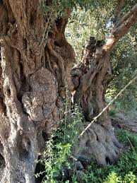 Dikim aralığı birinci yön ( metre ). Zeytin Agacinin Yasi Sarkac