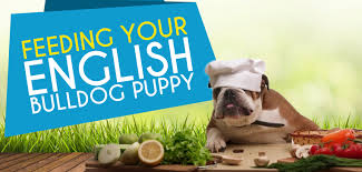 Feeding Your English Bulldog Puppy
