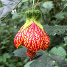 Image result for Abutilon rehmannii