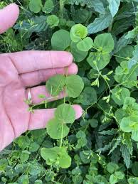 Image result for Drymaria