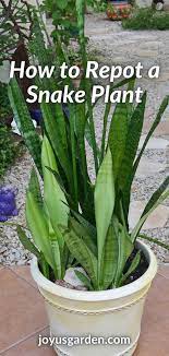 Repotting Snake Plants Easy Tips For Transplanting Snake Plants In 2021 Plants Snake Plant Easy Care Indoor Plants