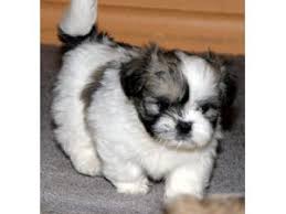 They are simply chihuahuas who are smaller than the breed standard dimesnsions. Lhasa Apso Puppies In Ohio