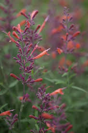 Dobies full range of perennial plants provide your garden with reliable colour. First Year Flowering Perennials News From Chiltern Seeds