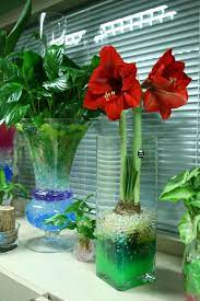 Spathiphyllum Amaryllis And Syngonium Growing In Water Beads Hydrogel Crystalsoil Water Beads Making Plant Pots Amaryllis Bulbs