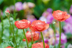 Ranunculus Flower Meaning Flower Meaning