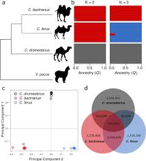 You need to guess the related answer to the four pictures they gave. Genomic Signatures Of Domestication In Old World Camels Communications Biology