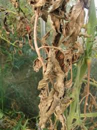 Image result for tomato seedling botrytis