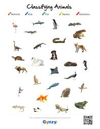 Mammals Birds Fish Reptiles Or Amphibians Https R Gynzy Com 285e12fa Pdf Worksheet Https R Gynzy Com 6b412d27 Mammals Amphibians Reptiles