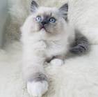 Blue Ragdoll Cats | Blue Point Ragdolls, Blue Mitted ...