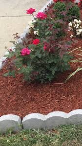From climbing rose bushes and flower bushes to knock out roses and. Rose Bush Divine Landscaping Llcdivinelandscapingllc