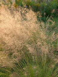 Image result for Sporobolus angustifolius