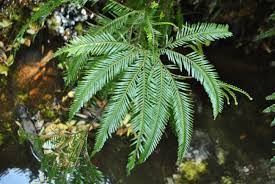 Image result for Sticherus