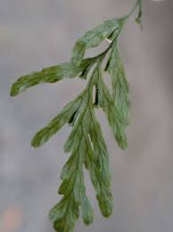 Image result for Polyphlebium