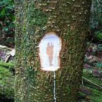 Image result for Tabernaemontana crassa