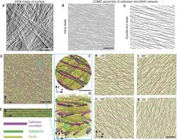 Plant cell wall made of. Plantae Molecular Insights Into The Complex Mechanics Of Plant Epidermal Cell Walls Science Plantae