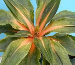 Image result for Chlorophytum filipendulum