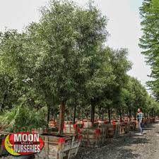 Check spelling or type a new query. African Sumac Evergreen Trees Moon Valley Nurseries