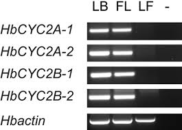 Image result for Flabellariopsis acuminata