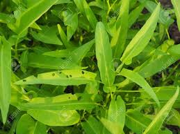 The leaves of my morning glory vines are riddled with holes. Morning Glory Leaves Stock Photo Picture And Royalty Free Image Image 76468626