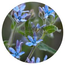 Image result for Oxypetalum