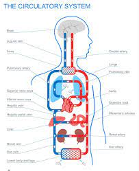 Circulatory System Worksheets Kids Quotes About Circulatory System 26 Quotes Circulatory System Human Circulatory System Circulation System