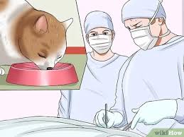 Cats with kidney stones are likely to be in a great deal of pain and may display a number of telltale signs. 3 Ways To Treat Bladder Stones In Cats Wikihow