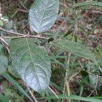 Image result for Rawsonia lucida