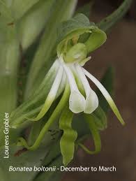 Image result for Bonatea pulchella