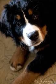 To learn more about our bernese mountain dog breed visit our website. 32 Bernese Mountain Dogs Ideas Mountain Dogs Dogs Bernese Mountain