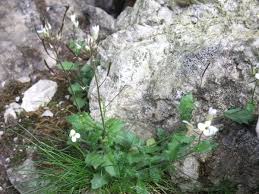 Image result for Arabis alpina