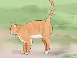 How old does a kitten have to be to get dewormed? 4 Ways To Tell How Old A Kitten Is Wikihow