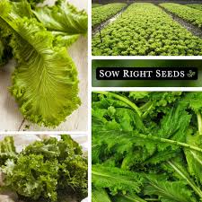 Image result for Brassica juncea