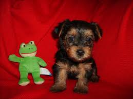 The book offers great ideas well laid out in chapters. Yorkiepoo Pexswillow Dogs Dog Breeders Puppies For Sale