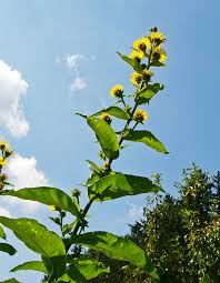 Image result for Inula mannii