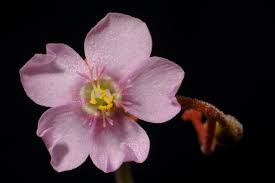 Image result for Drosera natalensis
