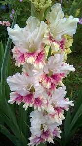 The Photo Nailsaddict Nail2inspire Nailsofinstagram Nailpro Nails4today Styles Longhairstyles Locstyles K Bulb Flowers Flowers For You Gladiolus Flower
