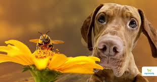 Pet Bee Stings | Bee And Wasp Testing — Animal Dermatology Clinic