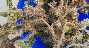 Image result for Hypertelis cerviana