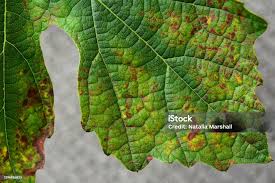 Image result for Grapevine leafroll virus