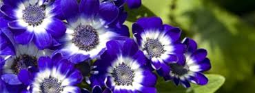 Image result for Cineraria