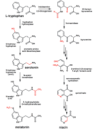 You should start experiencing the benefits of this amino acid supplements once it gets into your bloodstream. L Tyrosine A Beginner S Guide Update 2021 13 Things You Need To Know