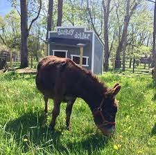 We did not find results for: Dewey The Donkey Picture Of Von Thun Farms Washington Tripadvisor