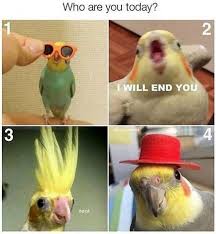 What Birb Funny Parrots Pet Birds Funny Bird Pictures