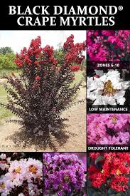 It does best in warm, full sun areas, making a great choice in southern and western gardens. Buy Black Diamond Crape Myrtle Trees At Nature Hills Nursery And Get Them Shipped Directly To Your Do Crape Myrtle Crape Myrtle Trees Crepe Myrtle Landscaping