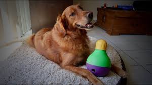 Here are some of the great ways that treat dispensing toys can help dogs. Dog Toy Review Bob A Lot Interactive Treat Dispenser Youtube