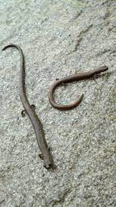 The Long And Short Of It Two California Slender Salamaders Batrachoseps Attenuatus Reptilia Salamander Garden View