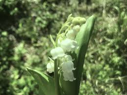 Check out our botanical art print lily of the valley selection for the very best in. Lily Of The Valley The Black Narcissus
